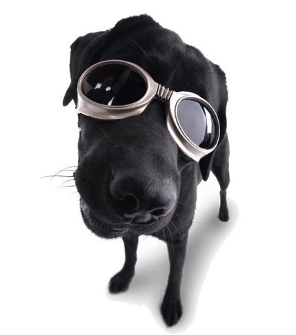 [image du jour] The Biker's Dog