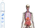 Google Body Browser - Visite du corps humain en 3D